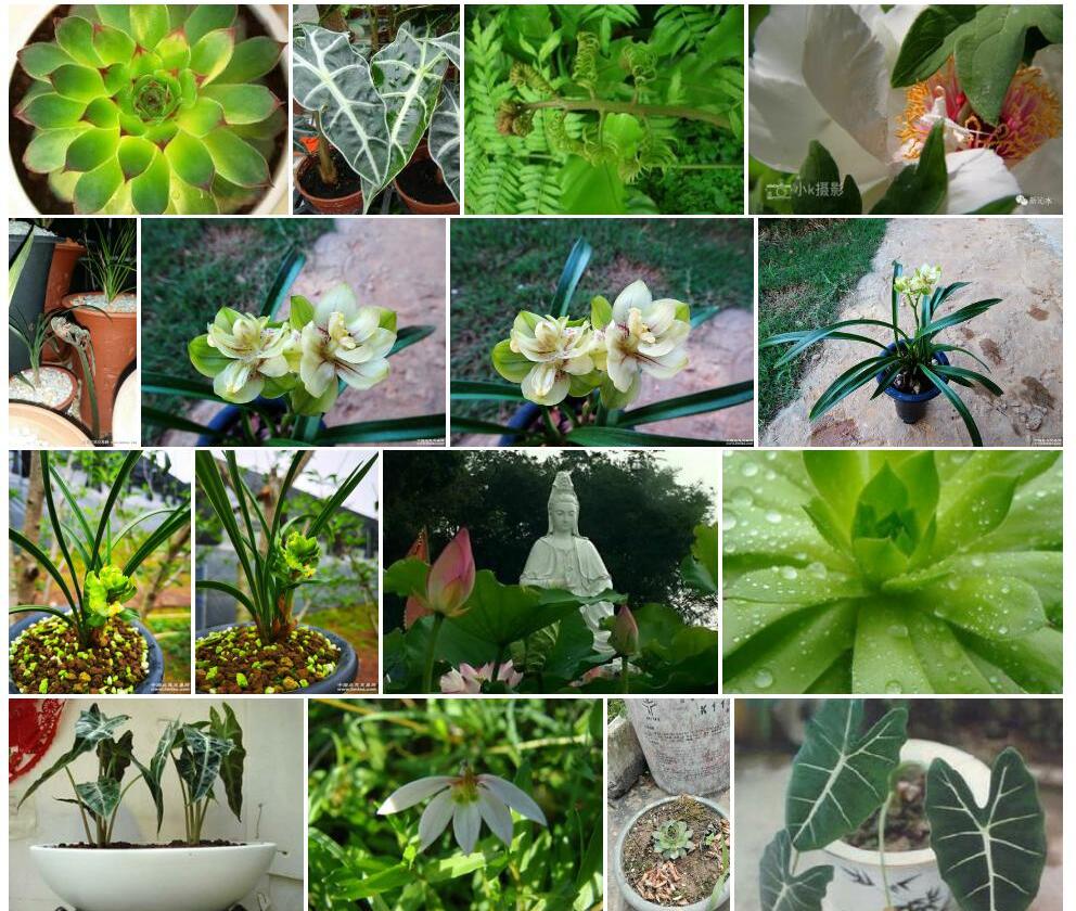 多叶观音座莲照片和图片/