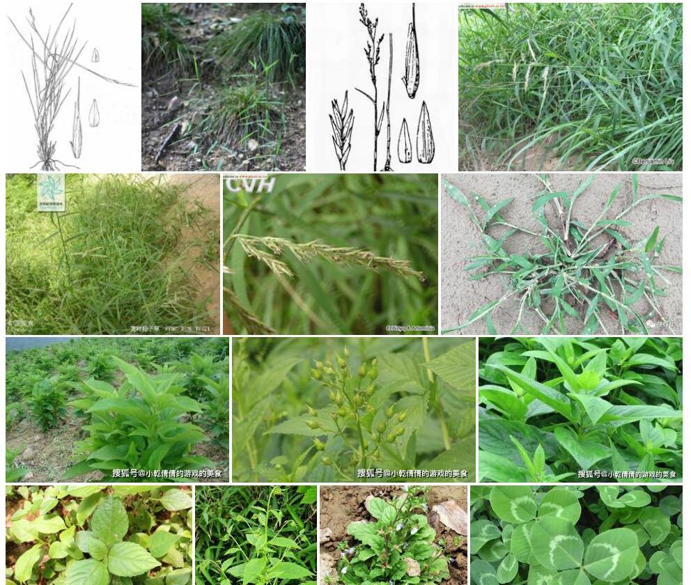 多叶隐子草照片和图片/