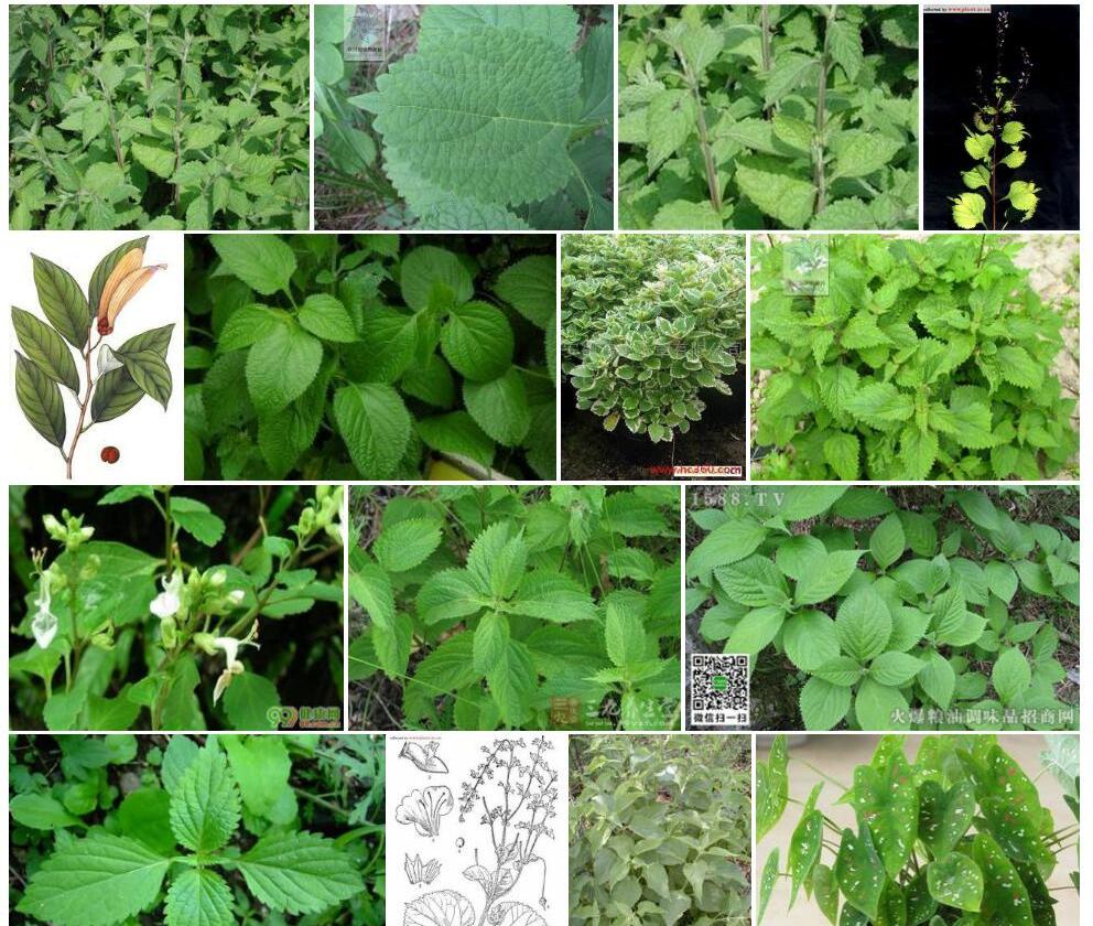 多叶香茶菜照片和图片/