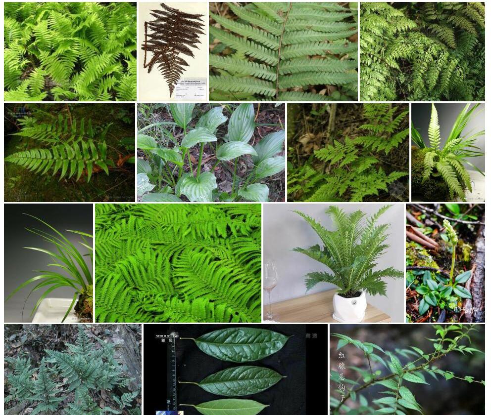 多囊毛蕨照片和图片/