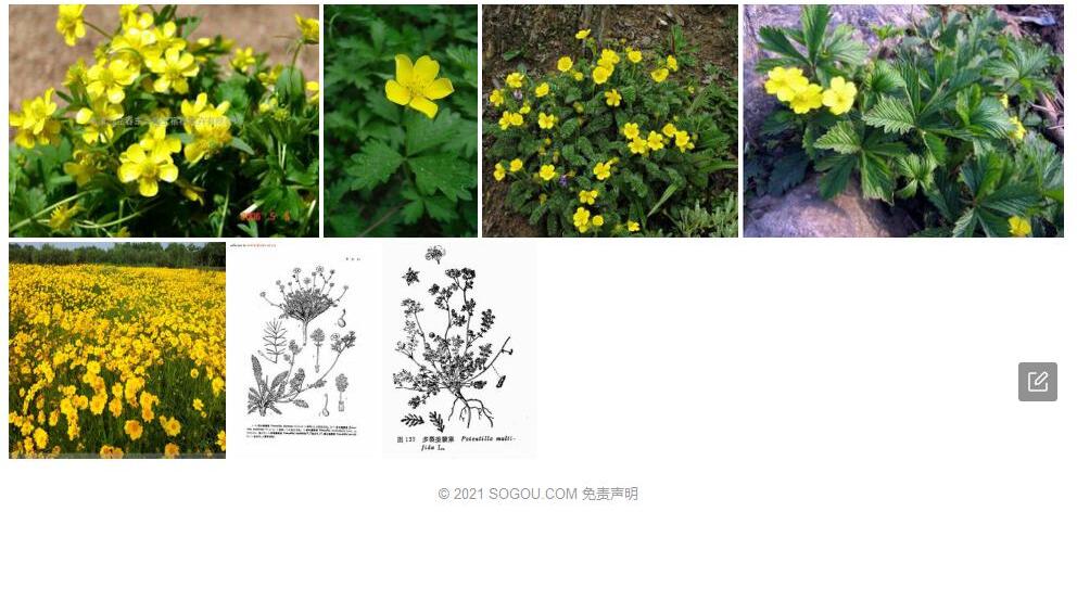 多头委陵菜照片和图片/