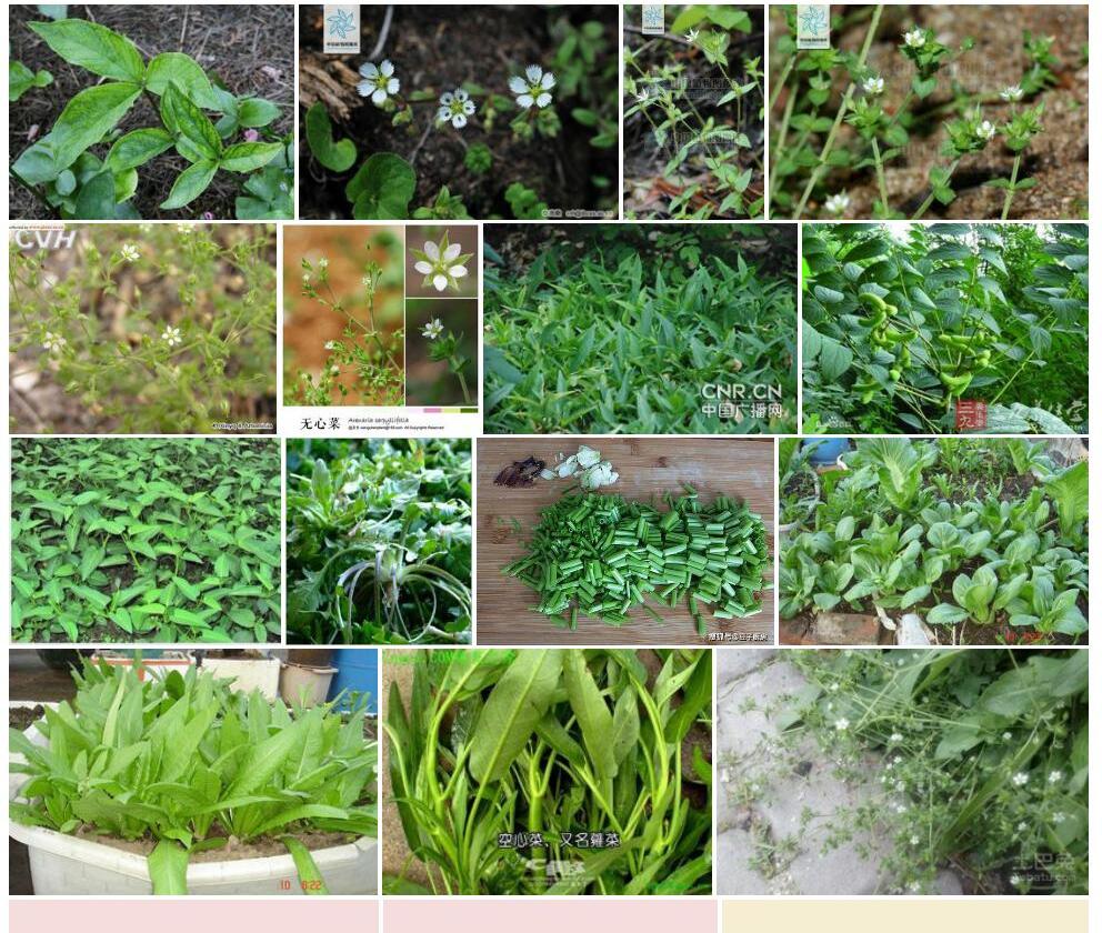 多子无心菜照片和图片/