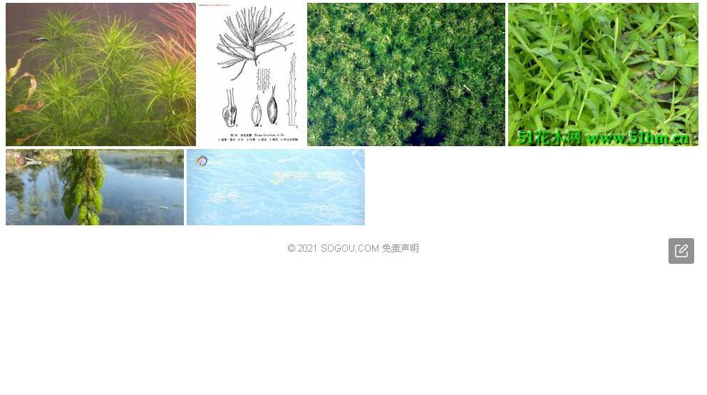 多孔茨藻照片和图片/