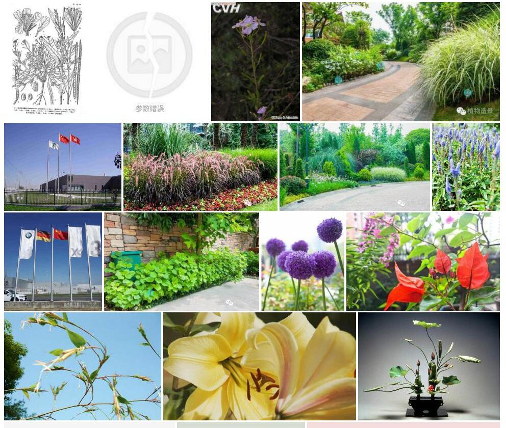 多年生花旗杆照片和图片/