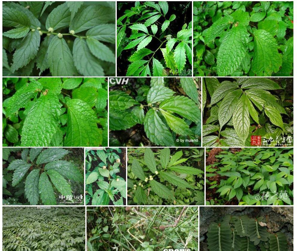 多序楼梯草照片和图片/