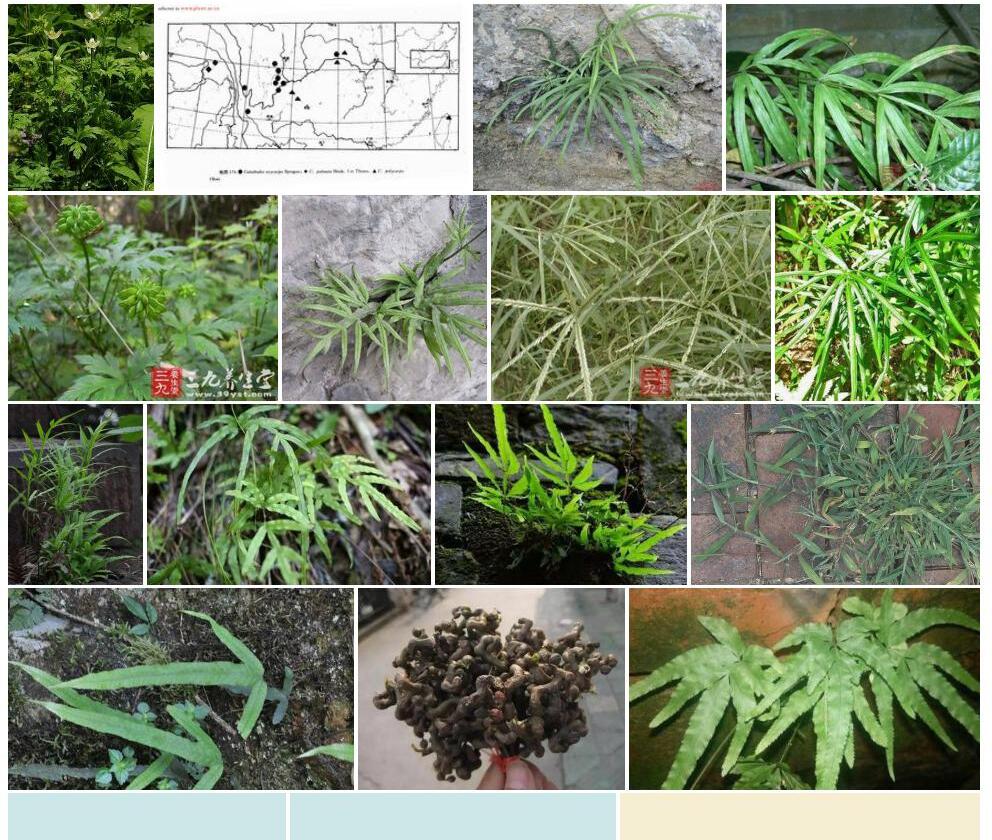 多果鸡爪草照片和图片/