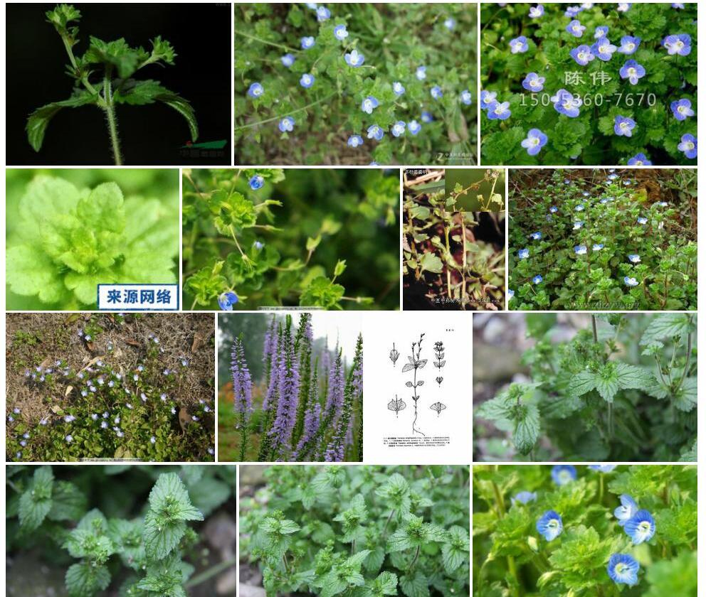 多枝婆婆纳照片和图片/