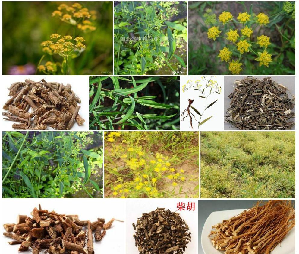 多枝川滇柴胡照片和图片/