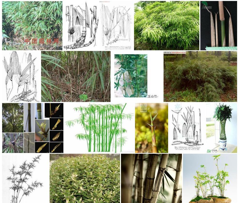 多枝玉山竹照片和图片/