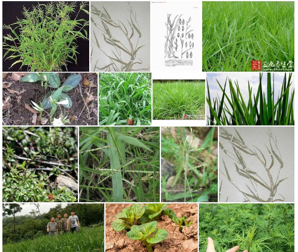 多枝臂形草照片和图片/