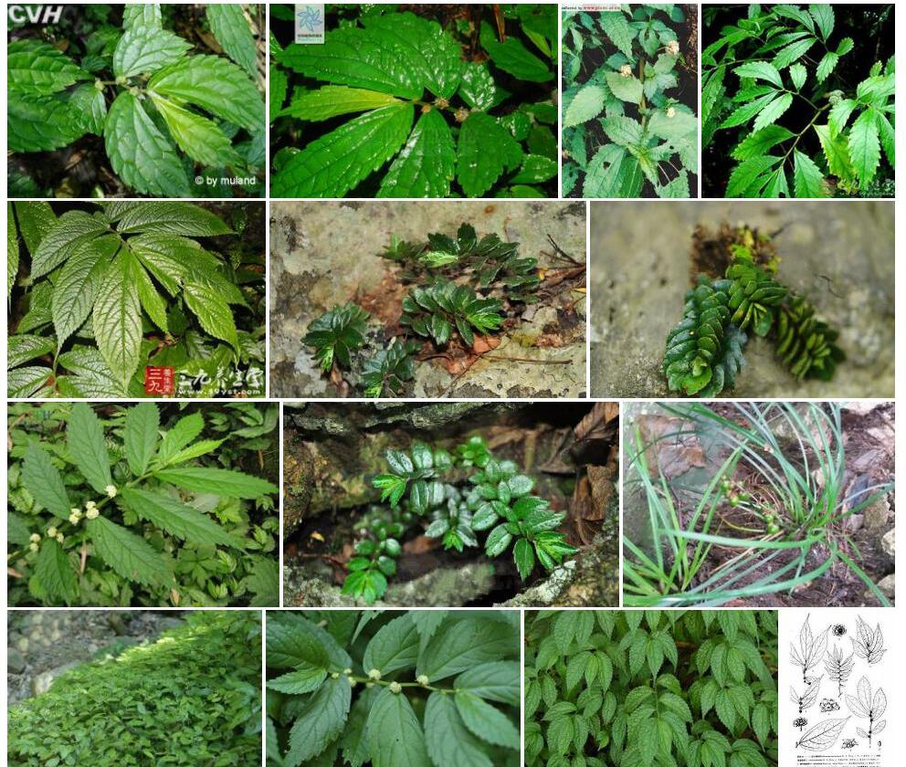 多歧楼梯草照片和图片/