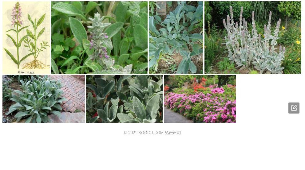 多毛假水苏照片和图片/