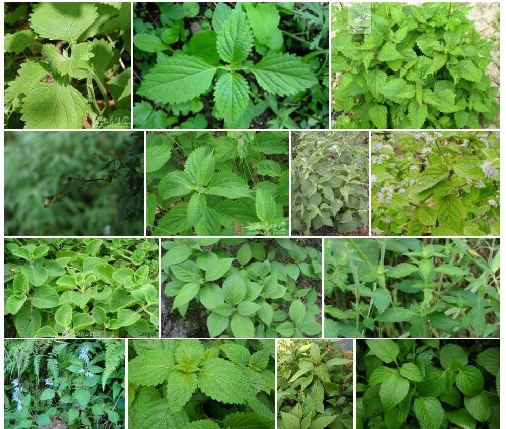 多毛大锥香茶菜照片和图片/