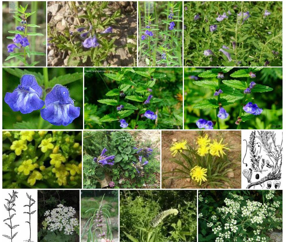 多毛并头黄芩照片和图片/