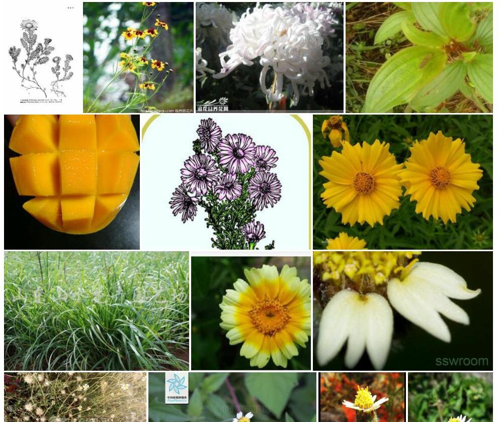 多毛扁芒菊照片和图片/
