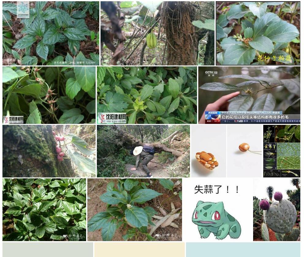 多毛板凳果照片和图片/