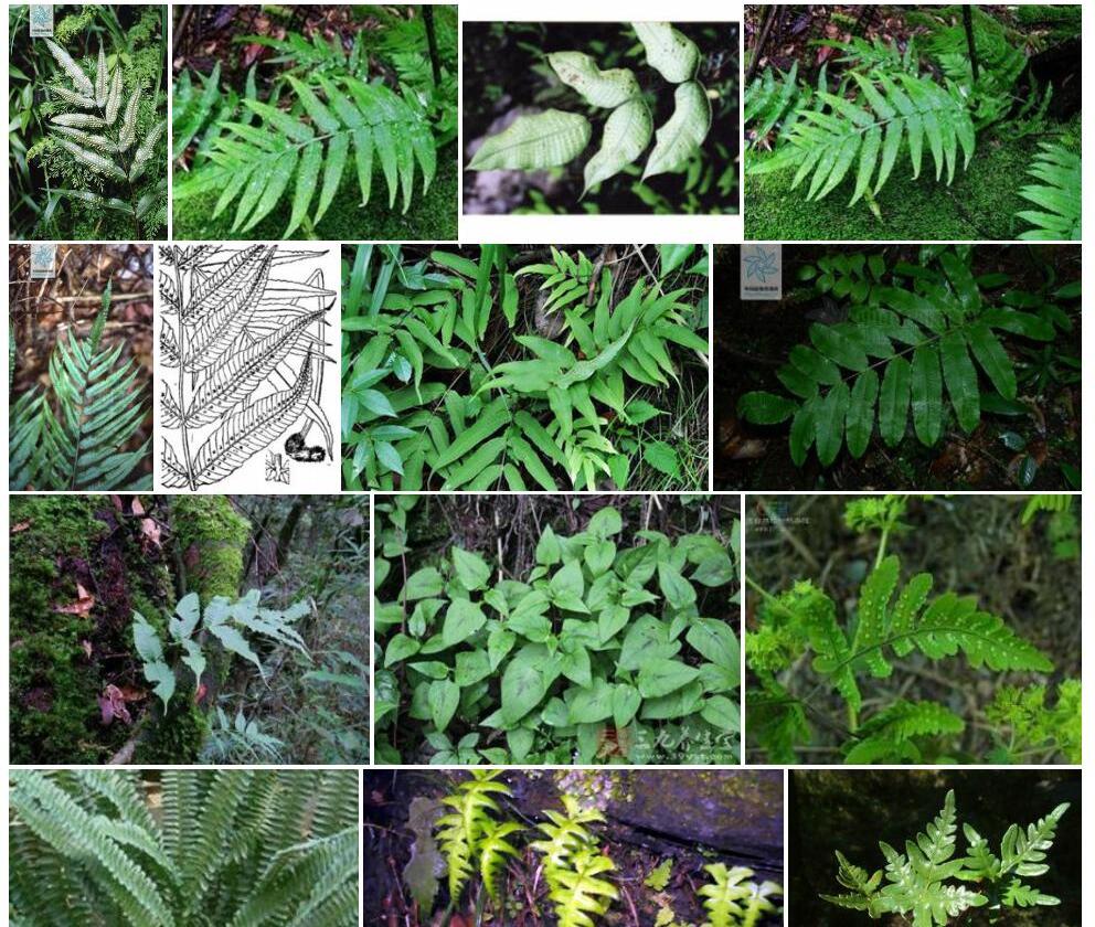 多羽节肢蕨照片和图片/