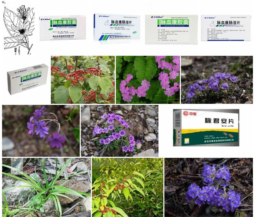多脉暗罗照片和图片/