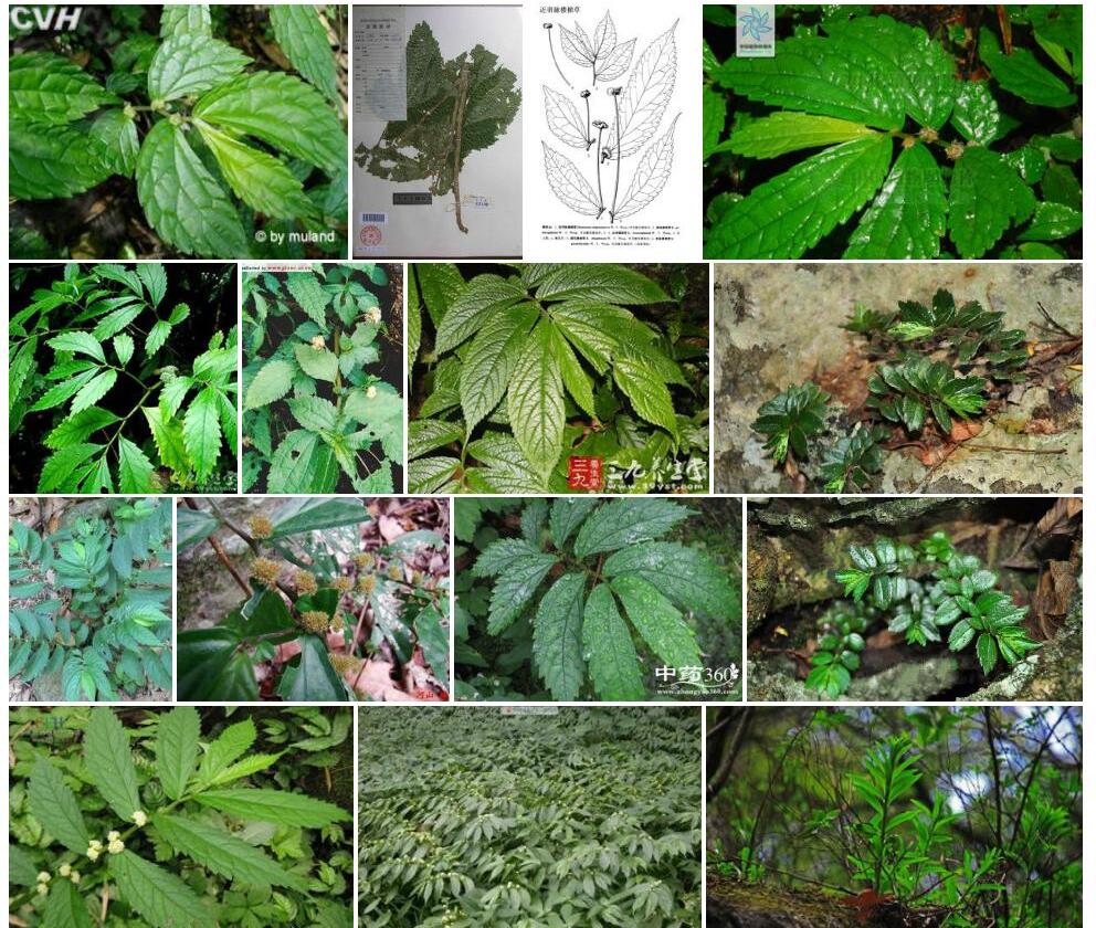 多脉楼梯草照片和图片/