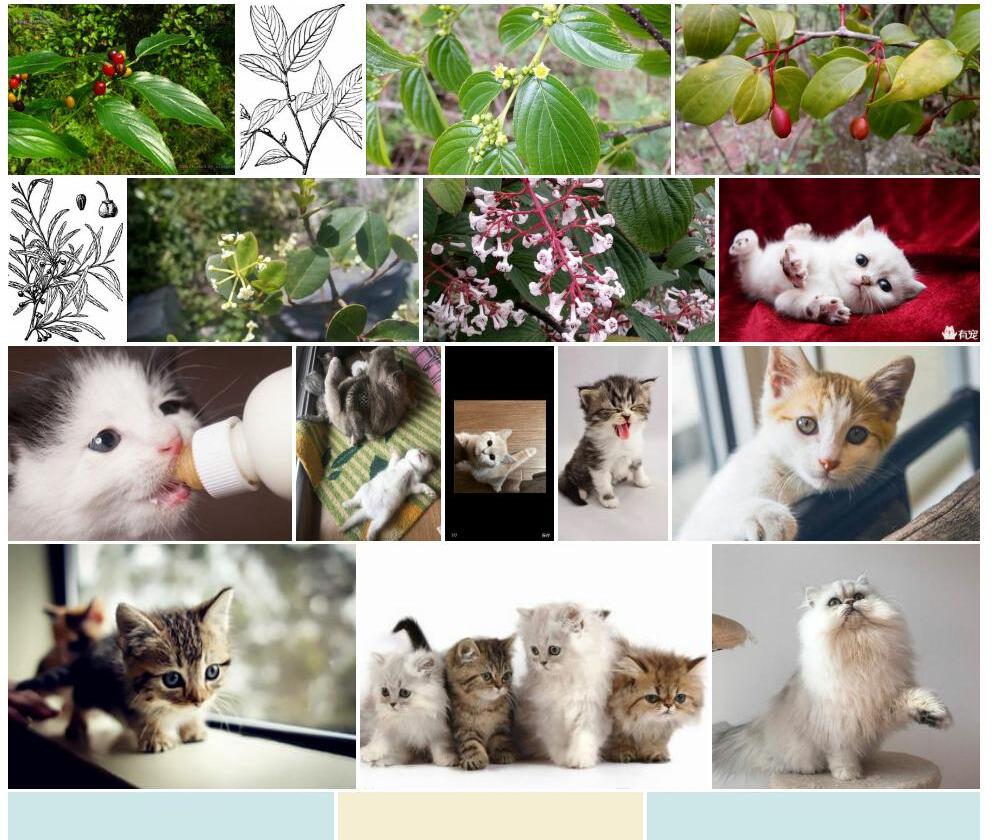 多脉猫乳照片和图片/
