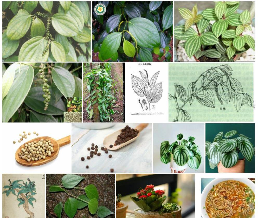 多脉胡椒照片和图片/