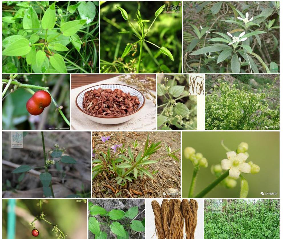 多脉茜草照片和图片/