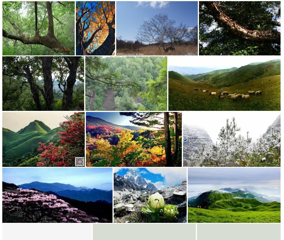 多脉高山桦照片和图片/