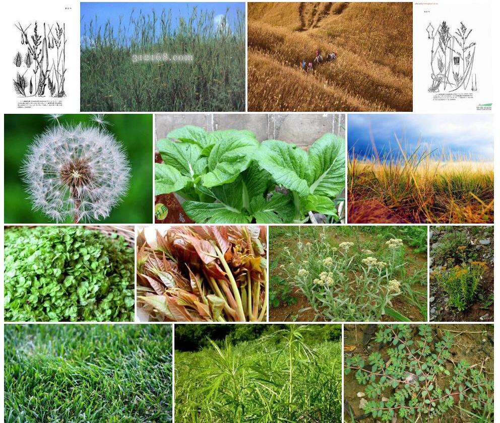 多节野古草照片和图片/