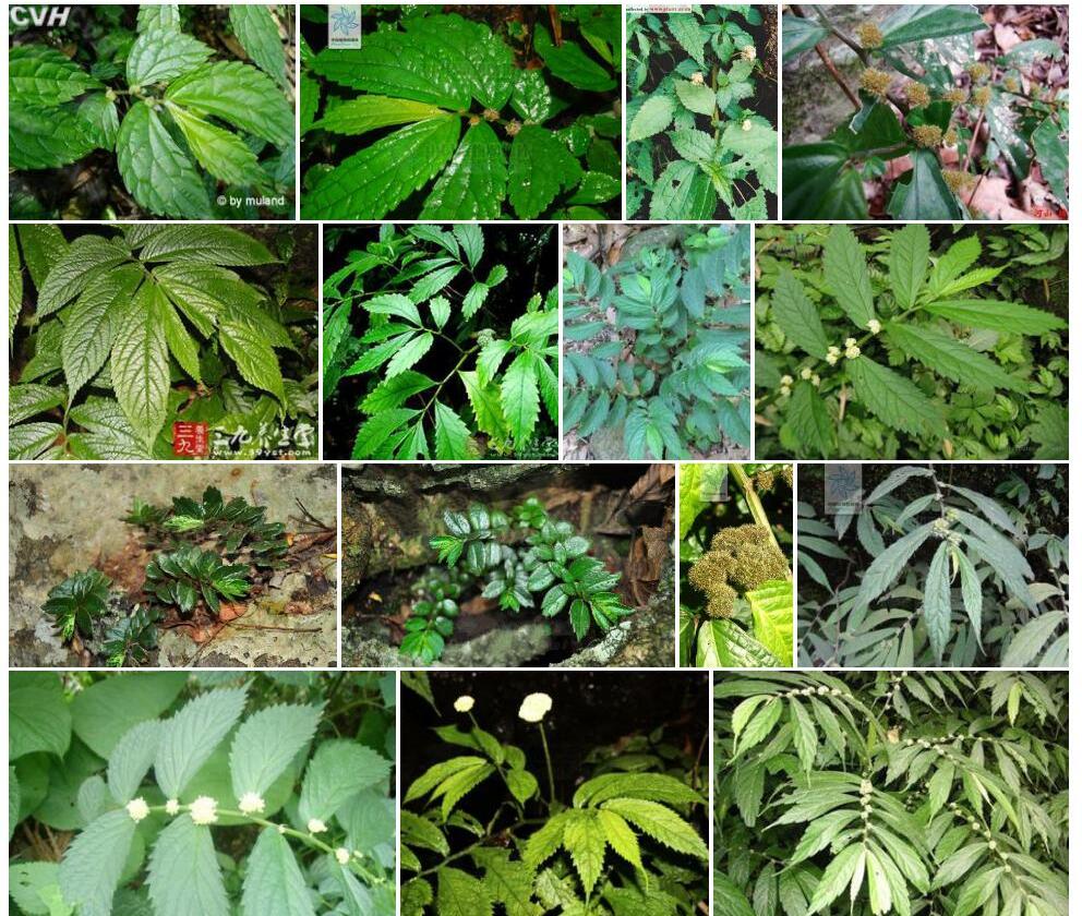 多花丝梗楼梯草照片和图片/
