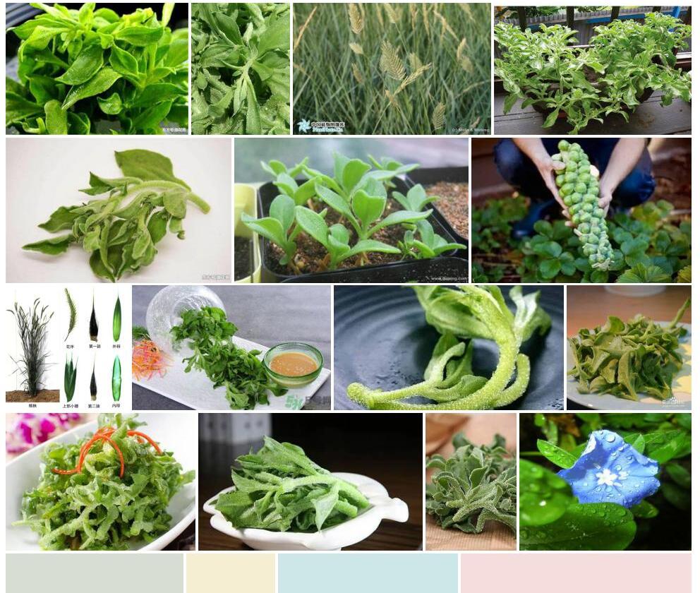 多花冰草照片和图片/