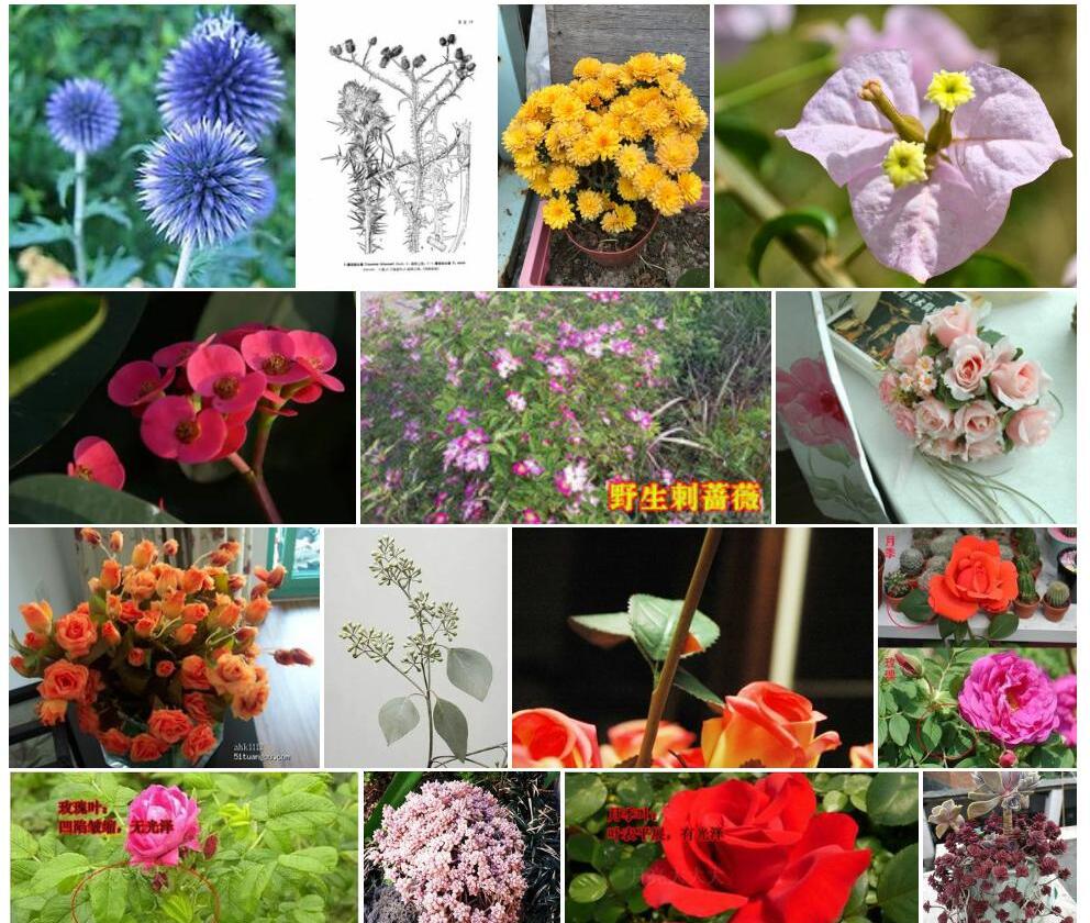 多花刺头菊照片和图片/