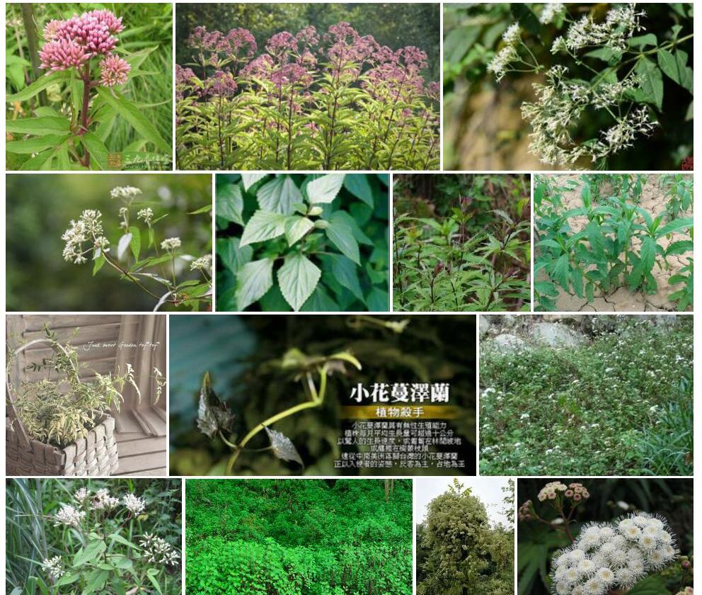 多花泽兰照片和图片/