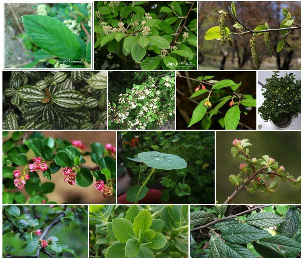 多花粉叶栒子照片和图片/