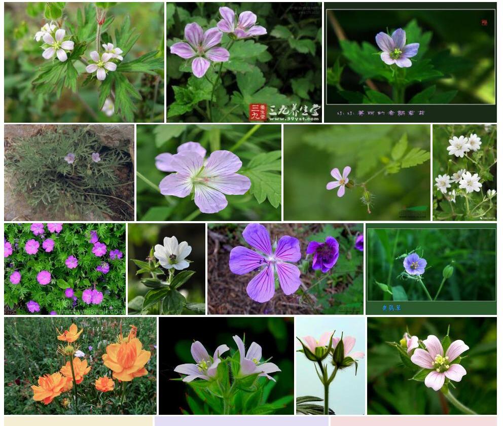 多花老鹳草照片和图片/