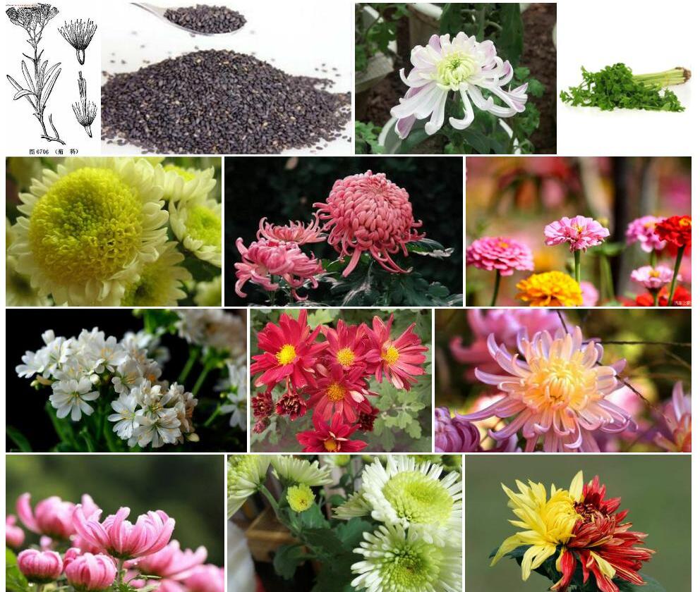 多花苓菊照片和图片/