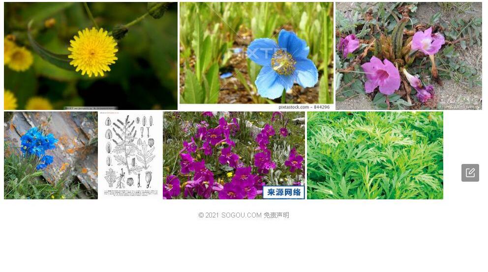 多花蒿照片和图片/
