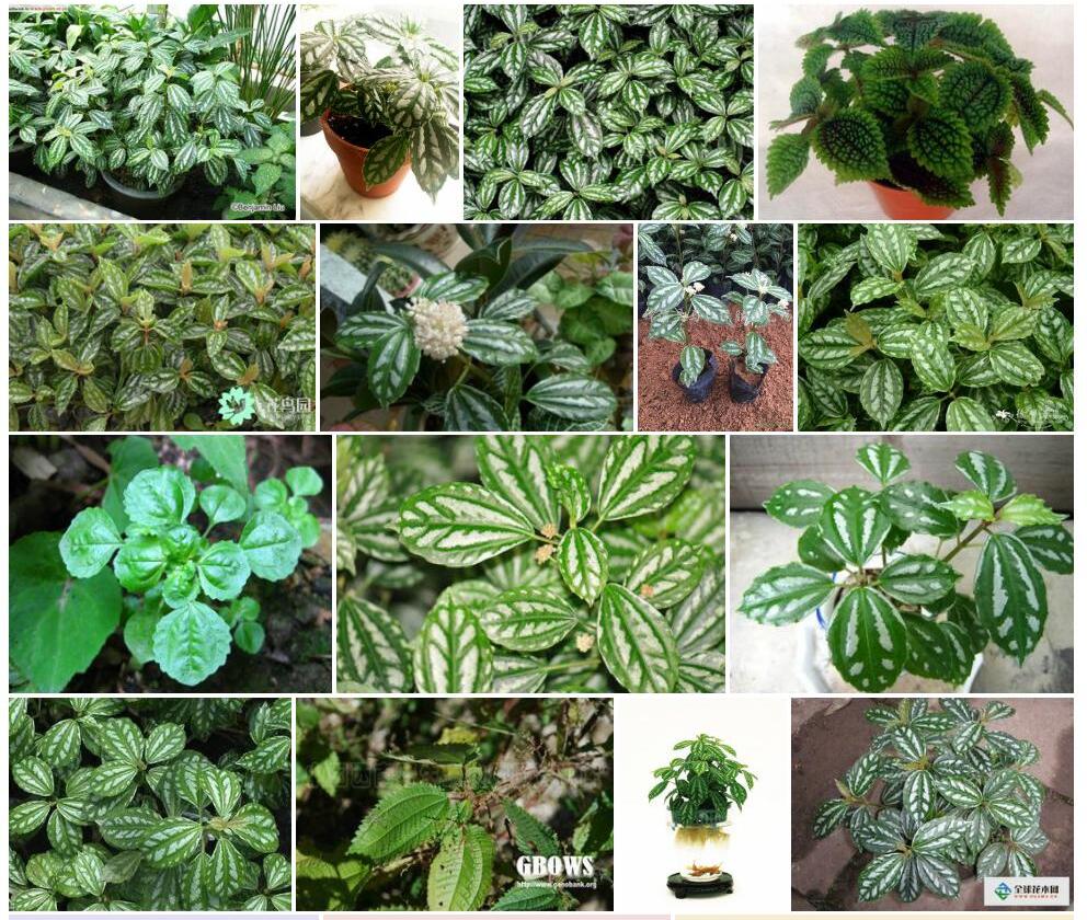 多苞冷水花照片和图片/