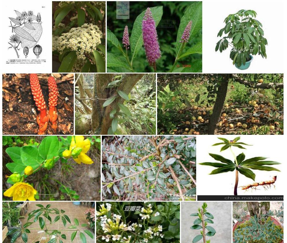 多蕊肖菝葜照片和图片/