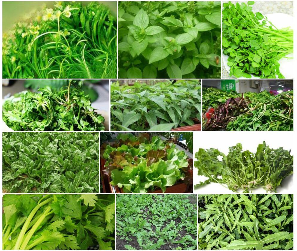 多蕊高河菜照片和图片/