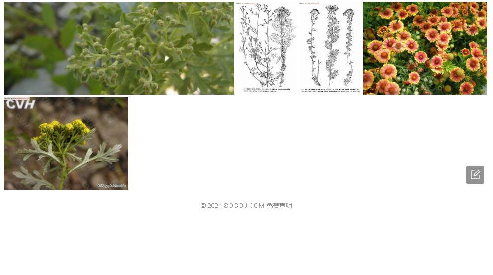 多裂亚菊照片和图片/