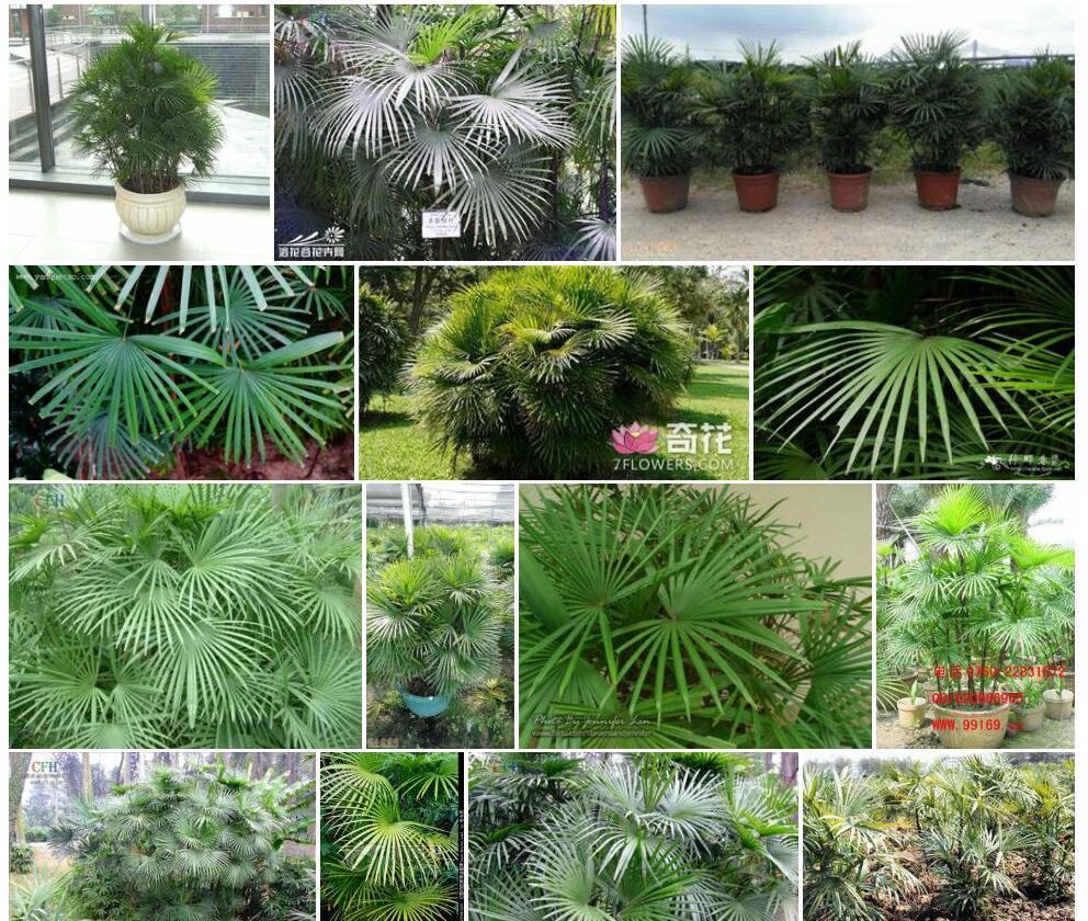 多裂棕竹照片和图片/