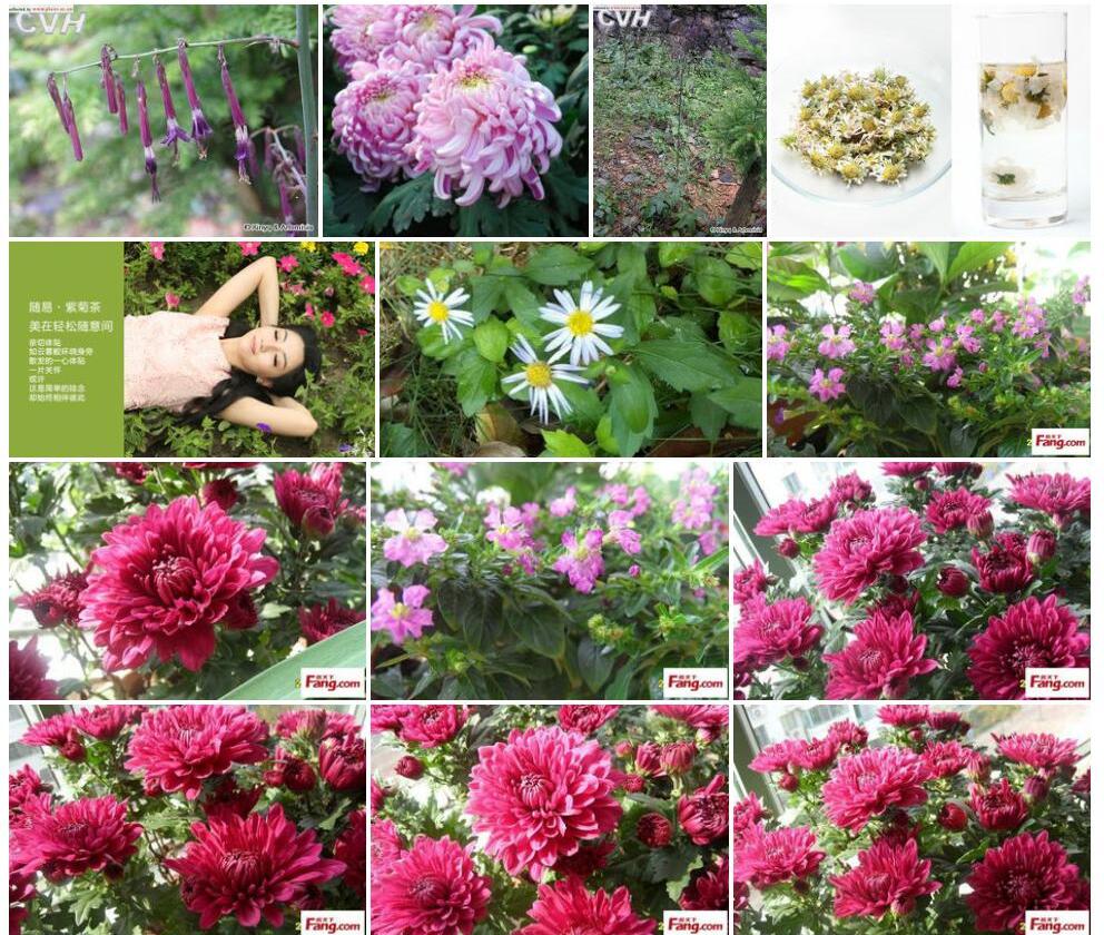 多裂紫菊照片和图片/