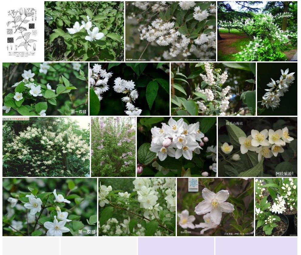 多辐线溲疏照片和图片/