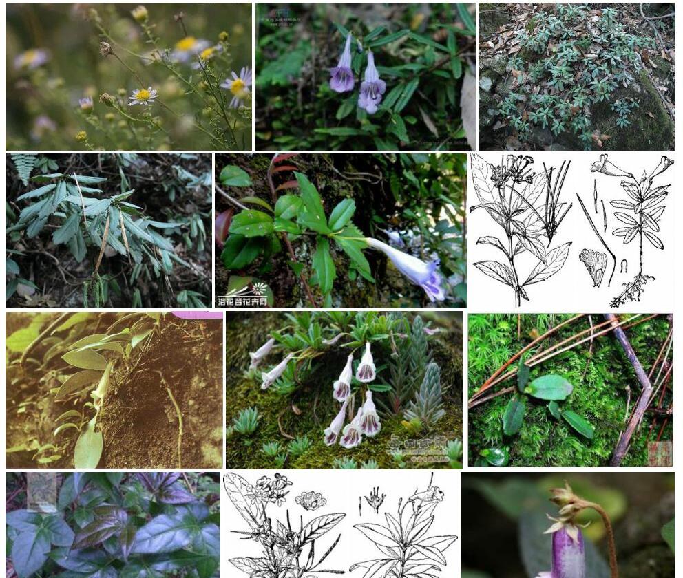 多齿吊石苣苔照片和图片/