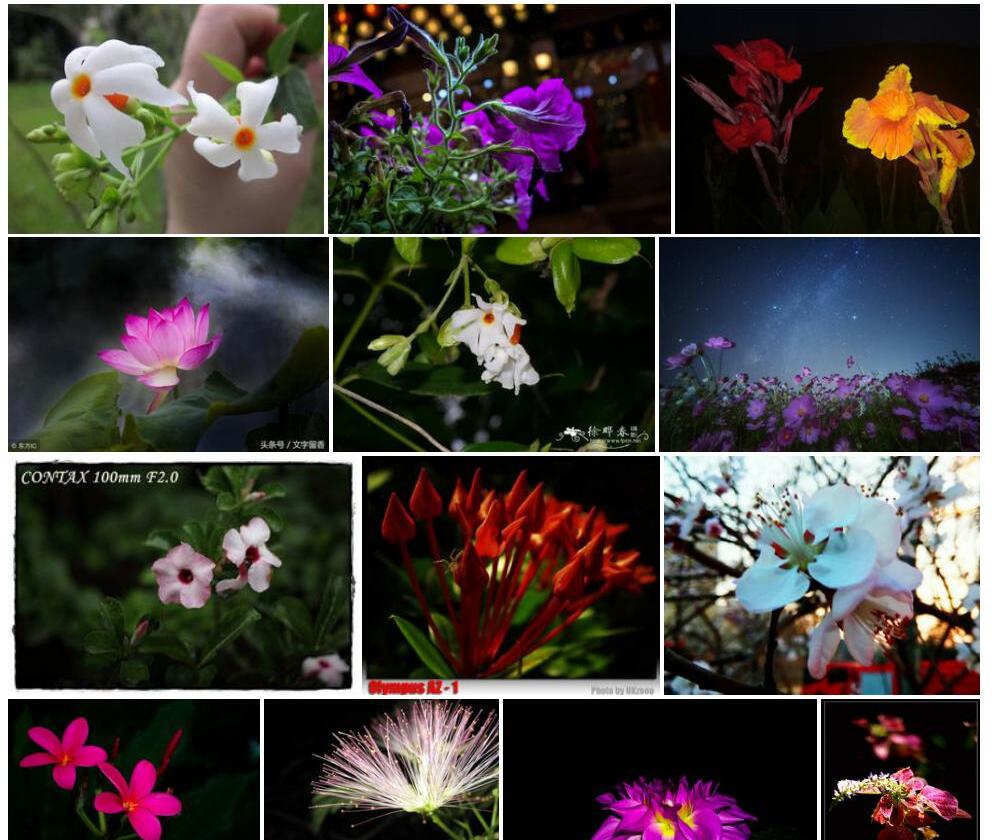 夜花照片和图片/