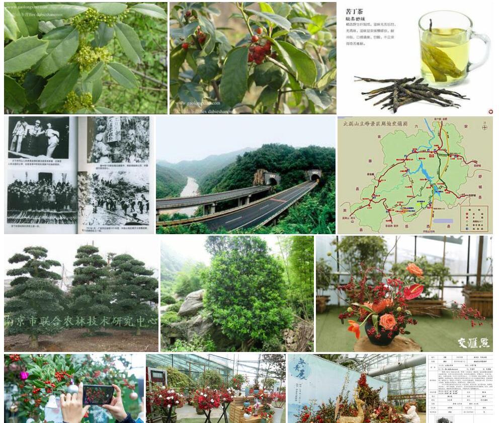 大别山冬青照片和图片/