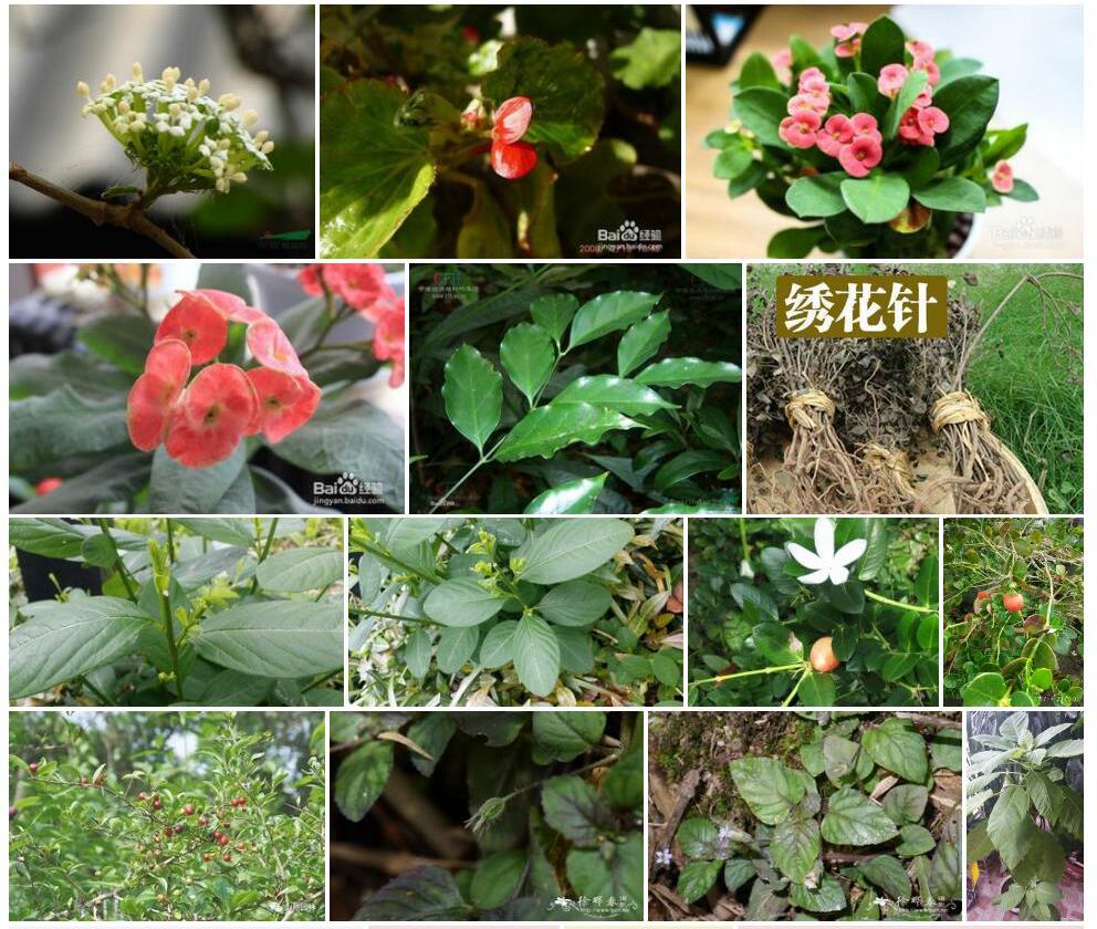 大卵叶虎刺照片和图片/