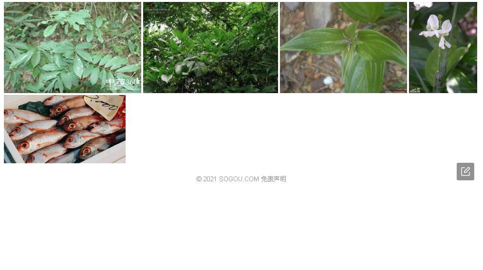 大叶东京鱼藤照片和图片/