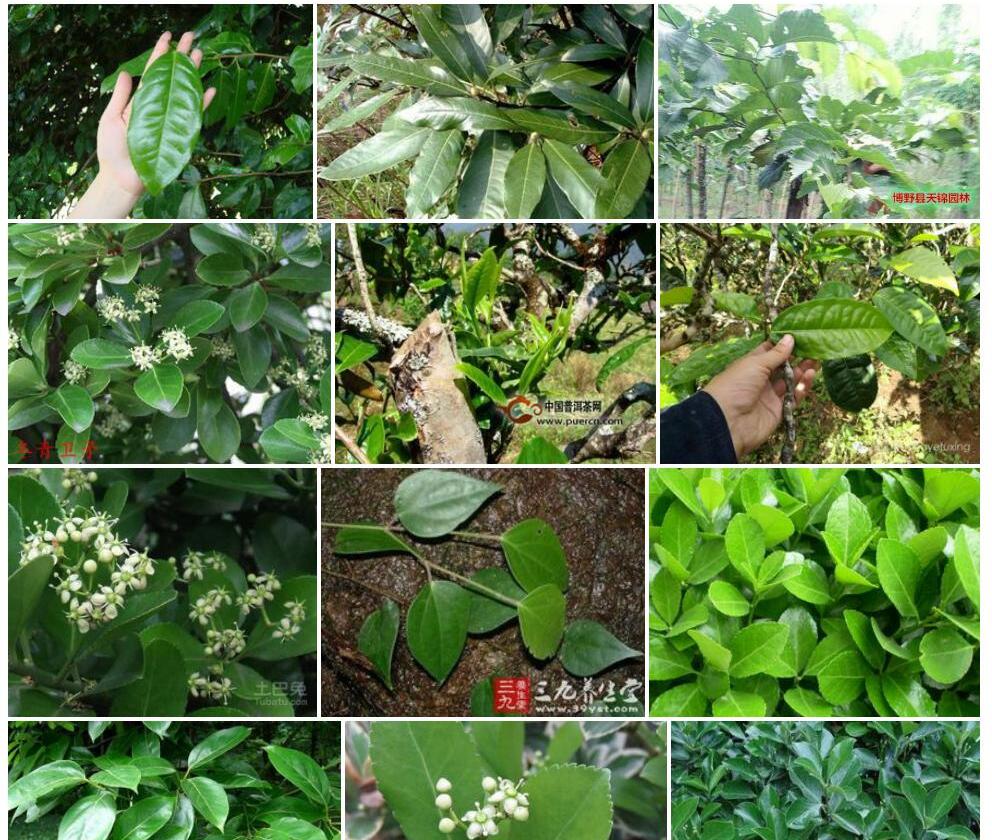 大叶两列栒子照片和图片/