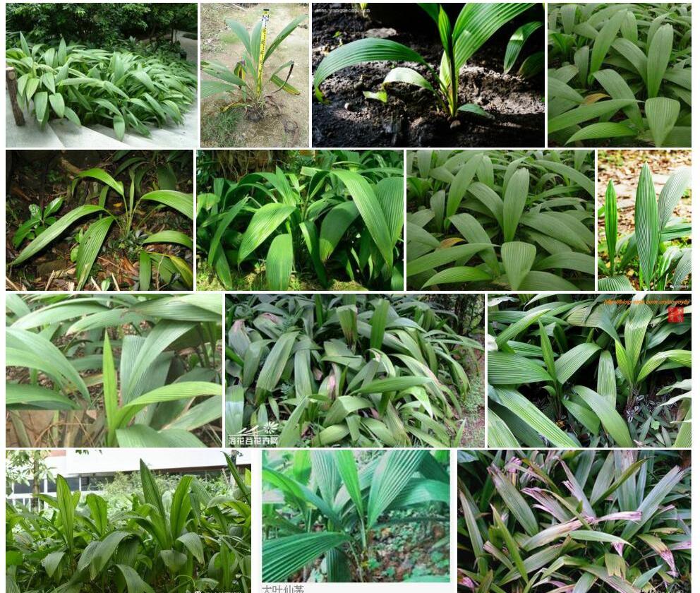 大叶仙茅照片和图片/